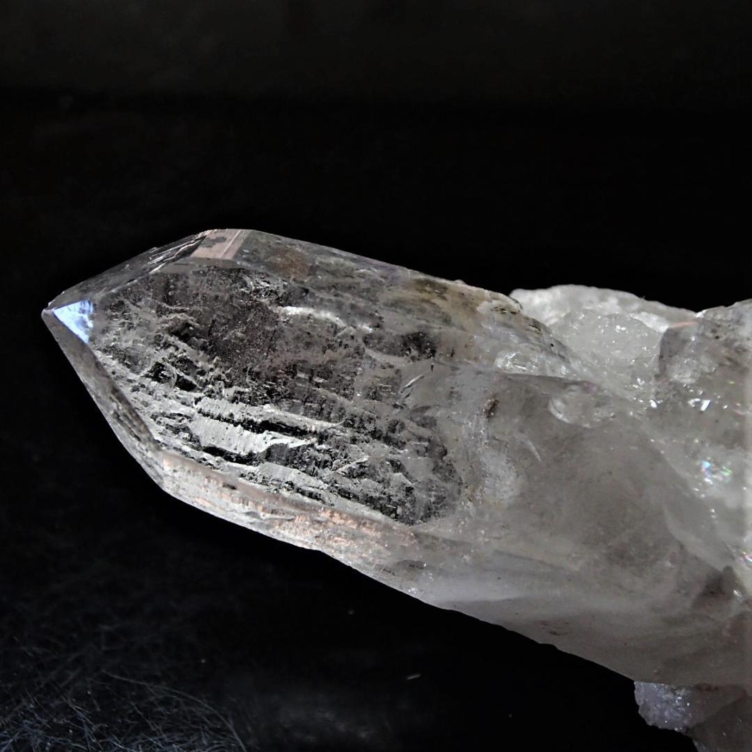 値下しました！ティップリン産クラスター80-2