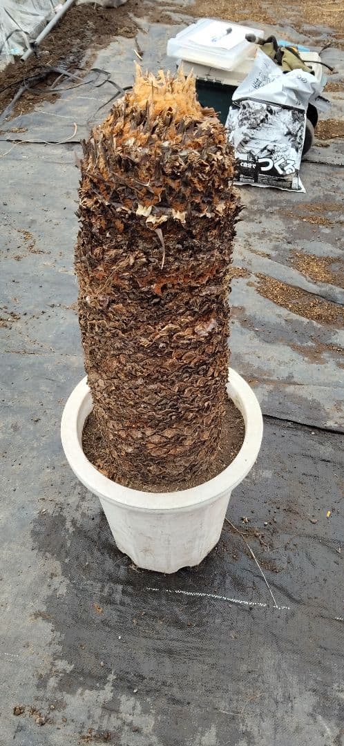 ソテツ 10号プラ鉢 高さ( 鉢底から77cm 程) 数ケの子株付き - メルカリ