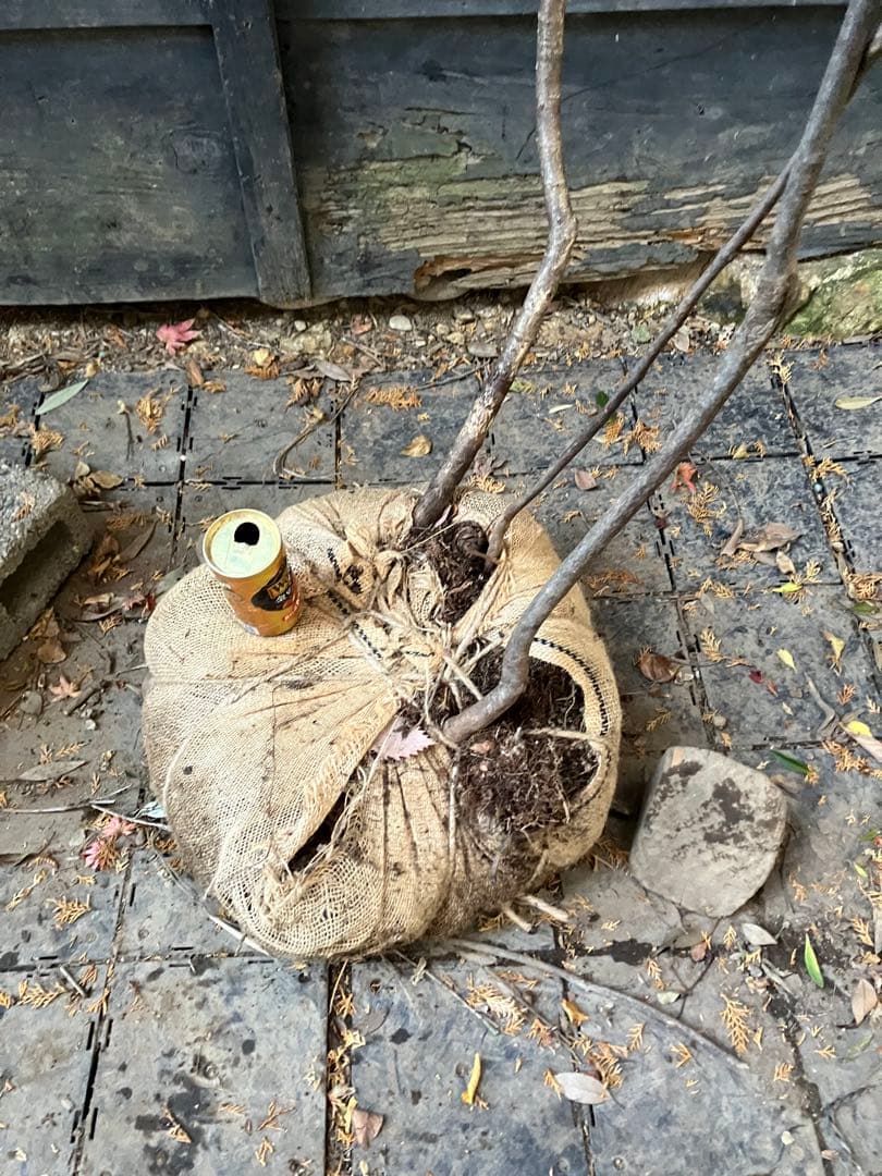 山採り　ヤマザクラ　ミヤマガマズミ　混合株