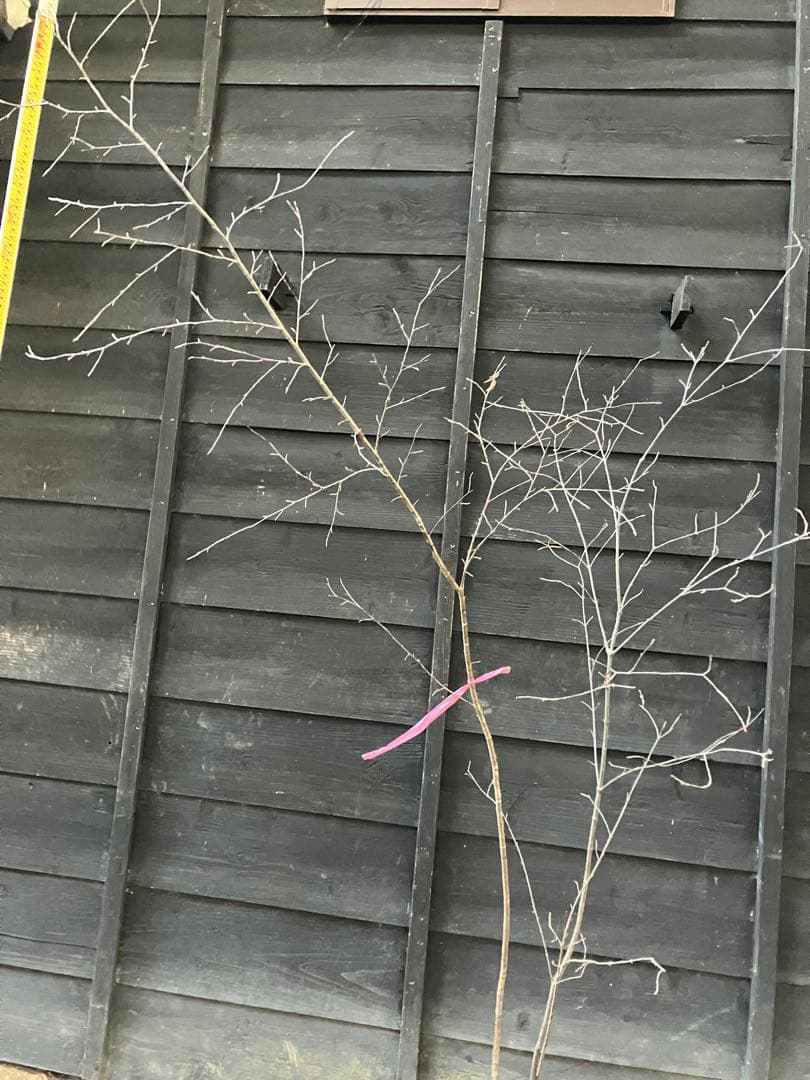 山採り　ヤマザクラ　ミヤマガマズミ　混合株