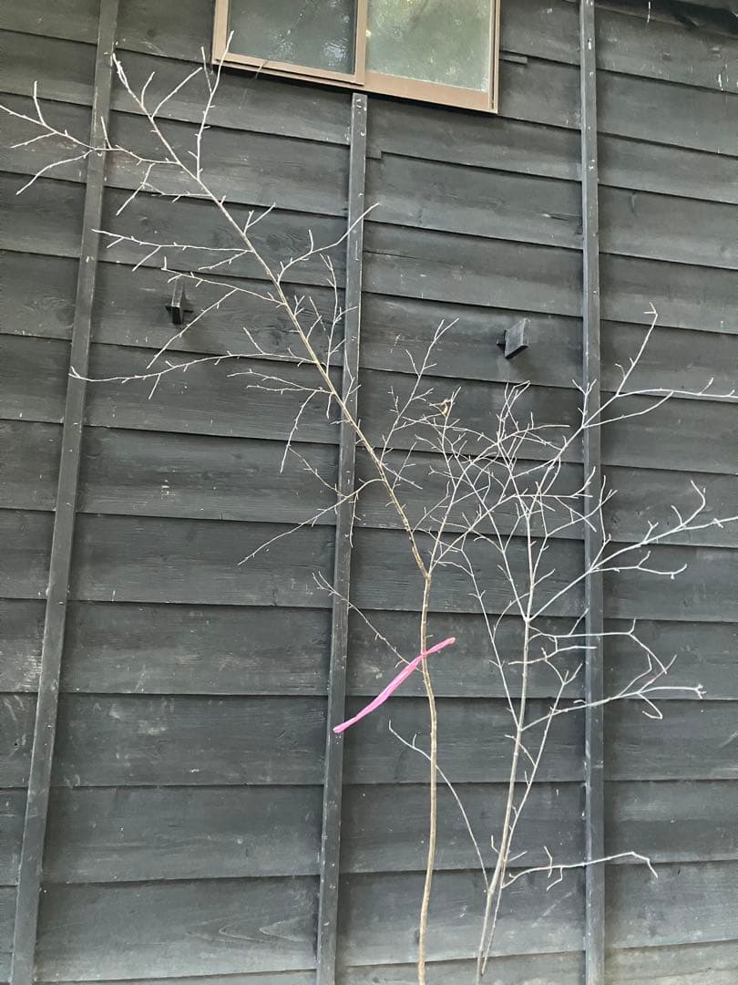 山採り　ヤマザクラ　ミヤマガマズミ　混合株