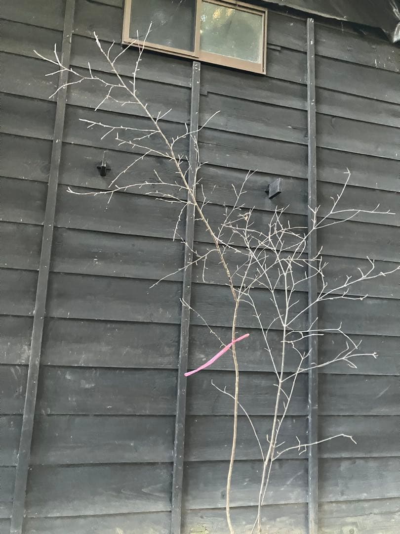 山採り　ヤマザクラ　ミヤマガマズミ　混合株