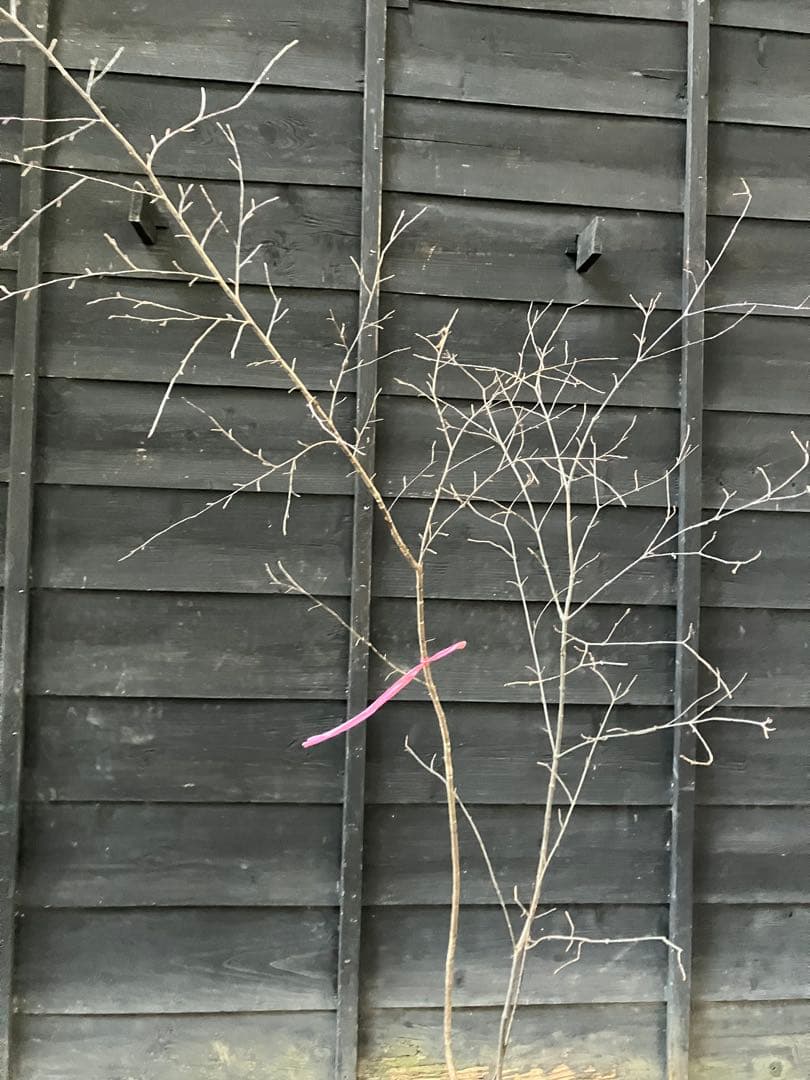 山採り　ヤマザクラ　ミヤマガマズミ　混合株