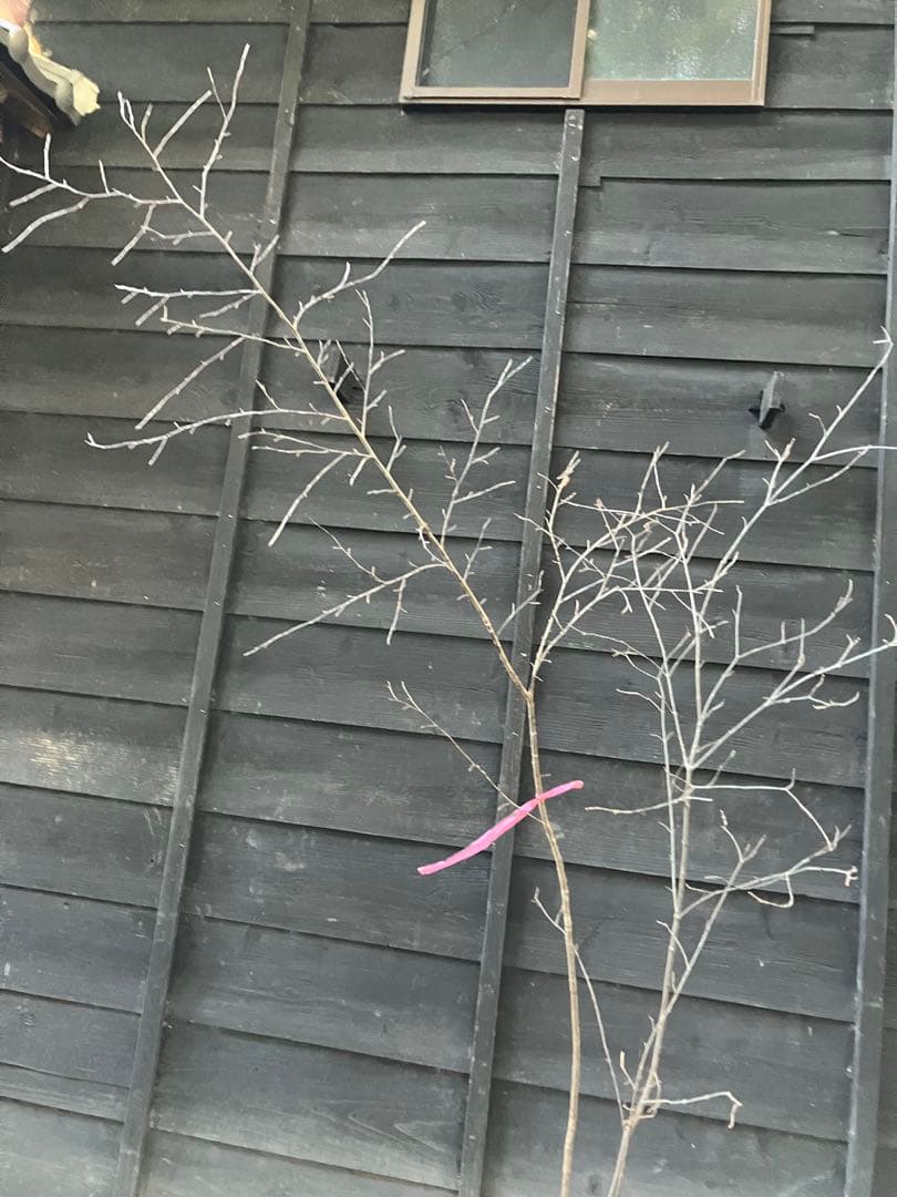 山採り　ヤマザクラ　ミヤマガマズミ　混合株