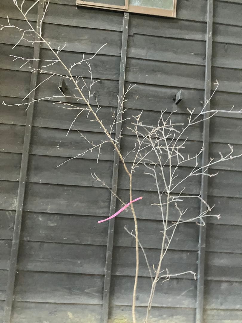 山採り　ヤマザクラ　ミヤマガマズミ　混合株