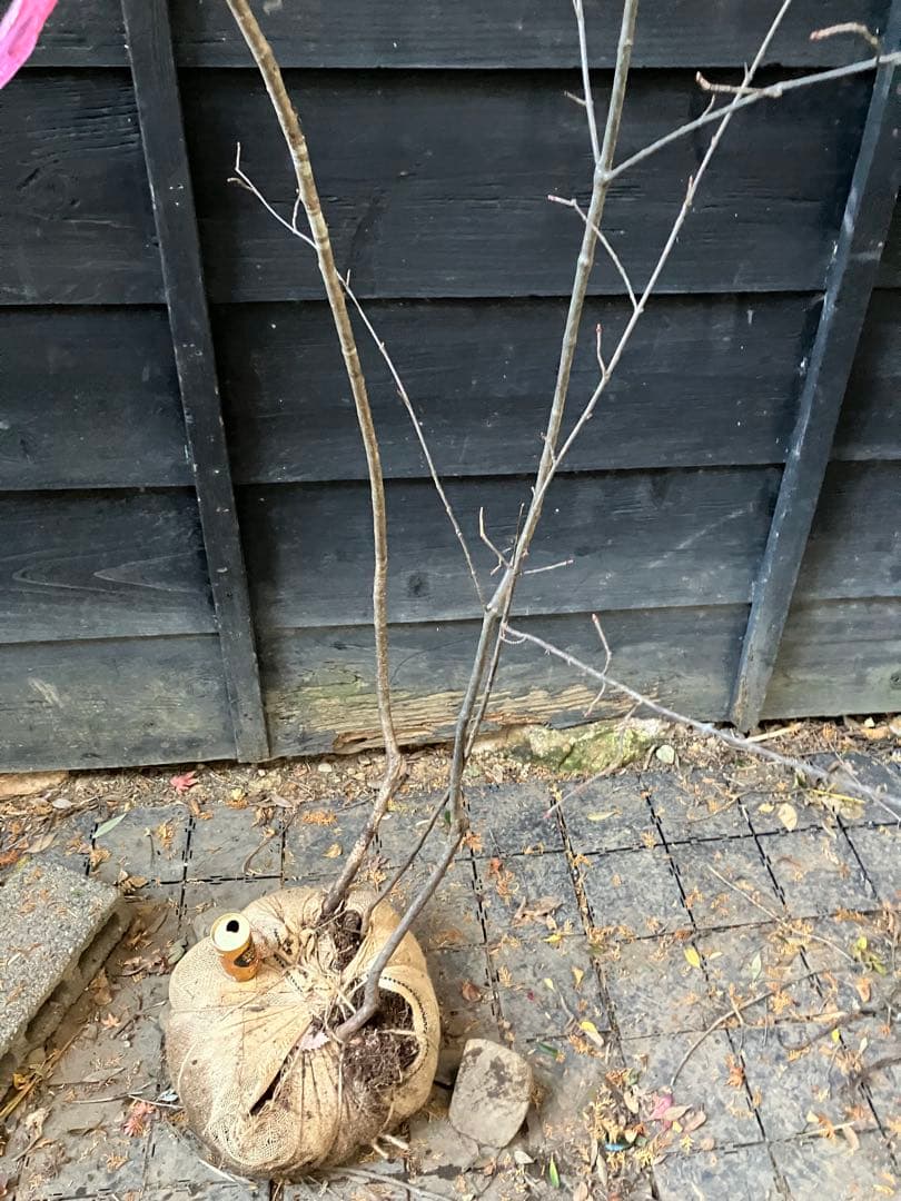 山採り　ヤマザクラ　ミヤマガマズミ　混合株