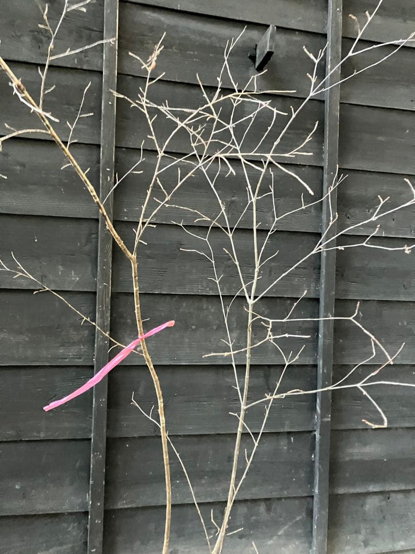 山採り　ヤマザクラ　ミヤマガマズミ　混合株