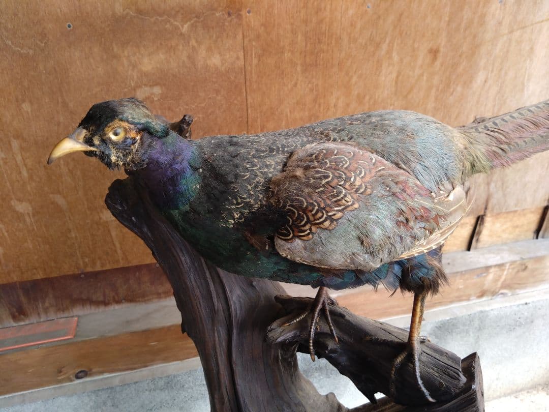 【運送費込み】キジの剥製（台座付き）