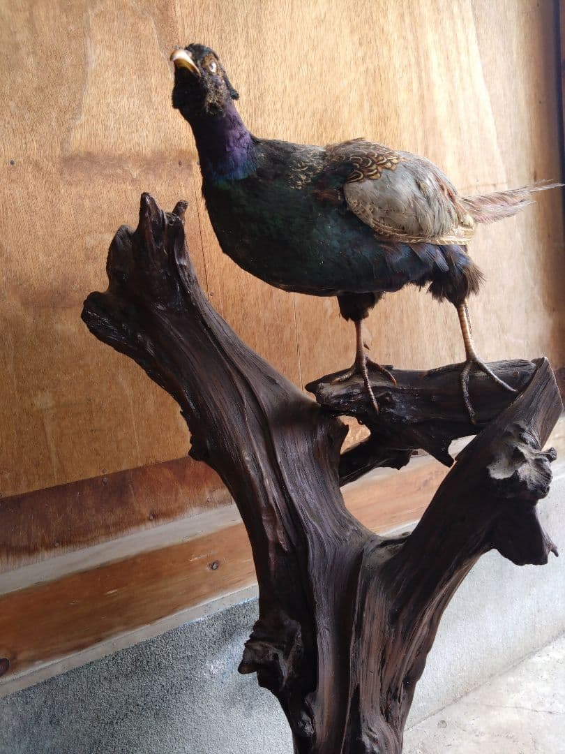 【運送費込み】キジの剥製（台座付き）