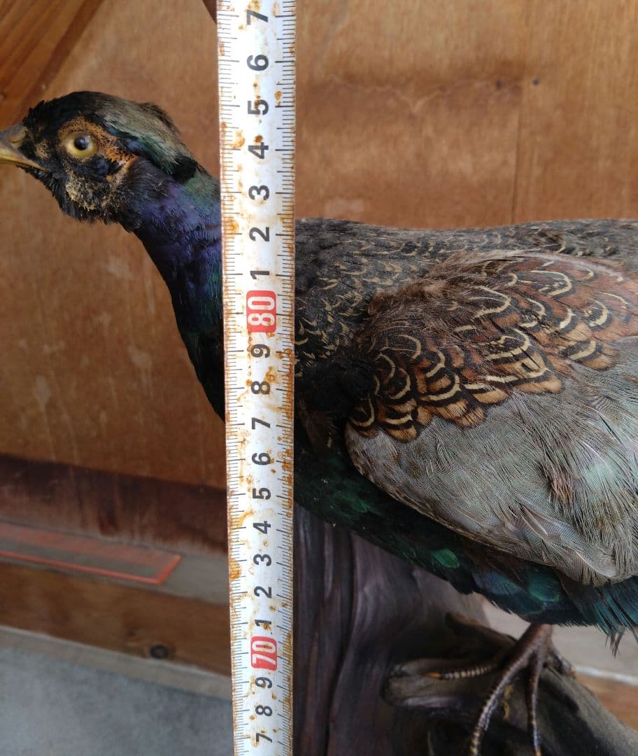 【運送費込み】キジの剥製（台座付き）