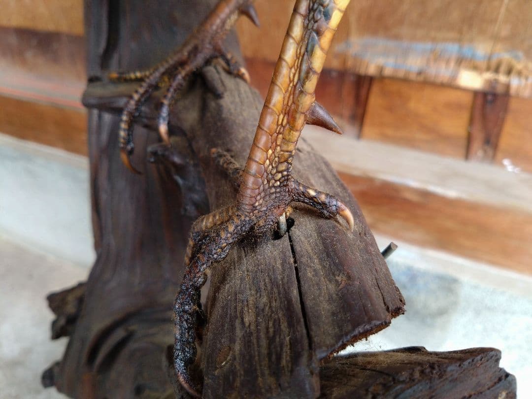 【運送費込み】キジの剥製（台座付き）