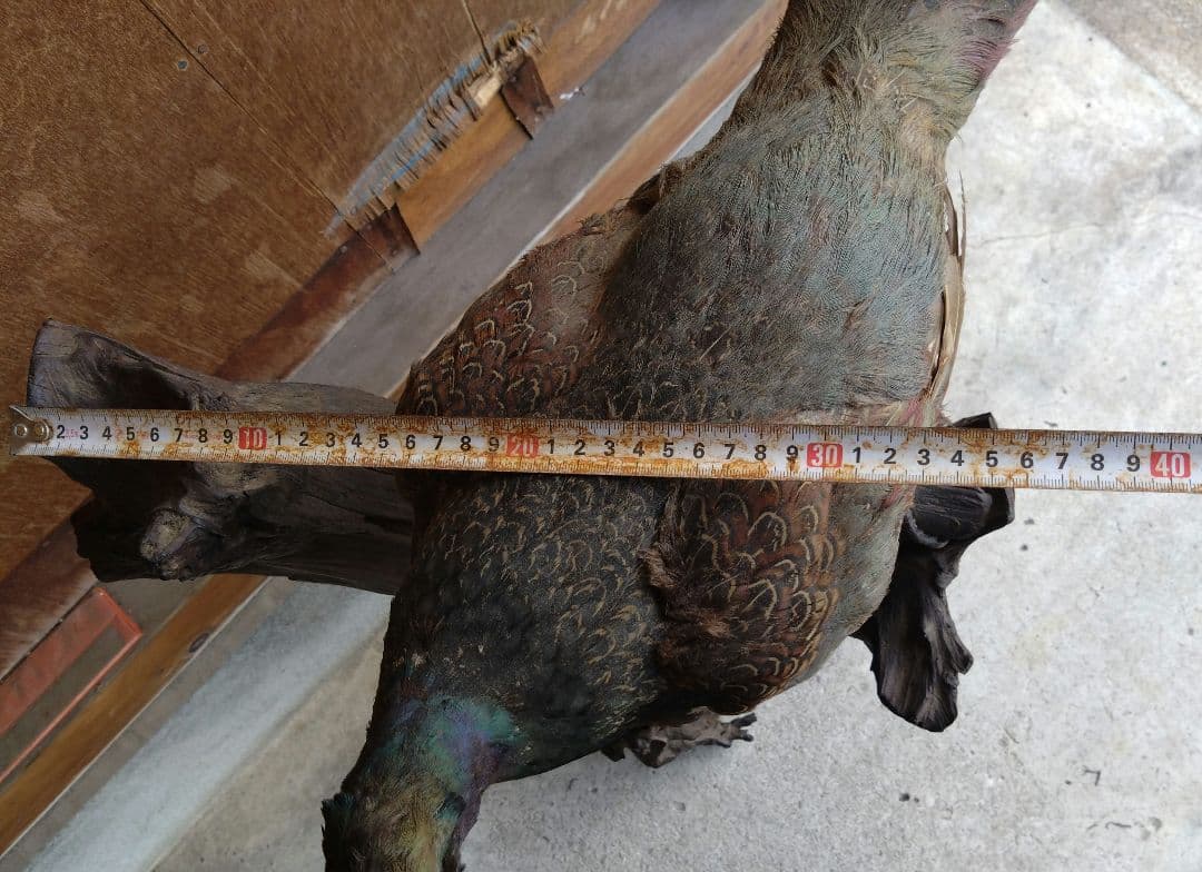 【運送費込み】キジの剥製（台座付き）