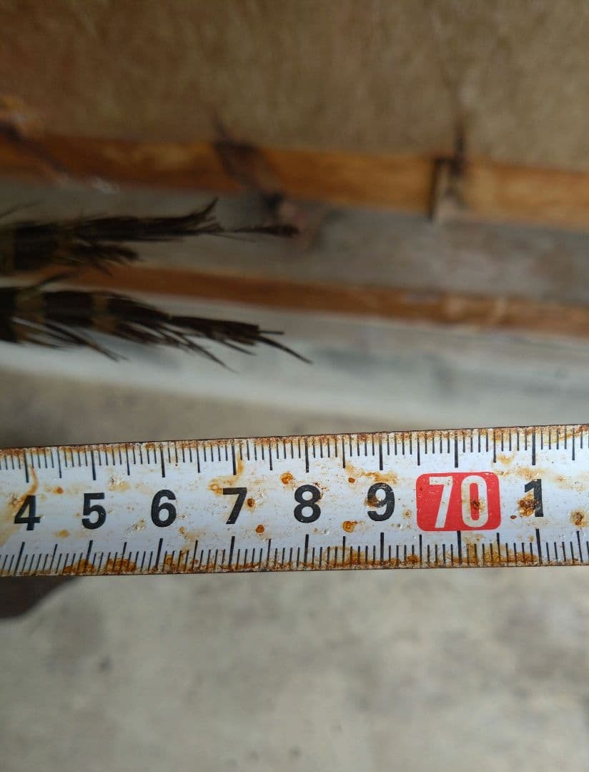 【運送費込み】キジの剥製（台座付き）