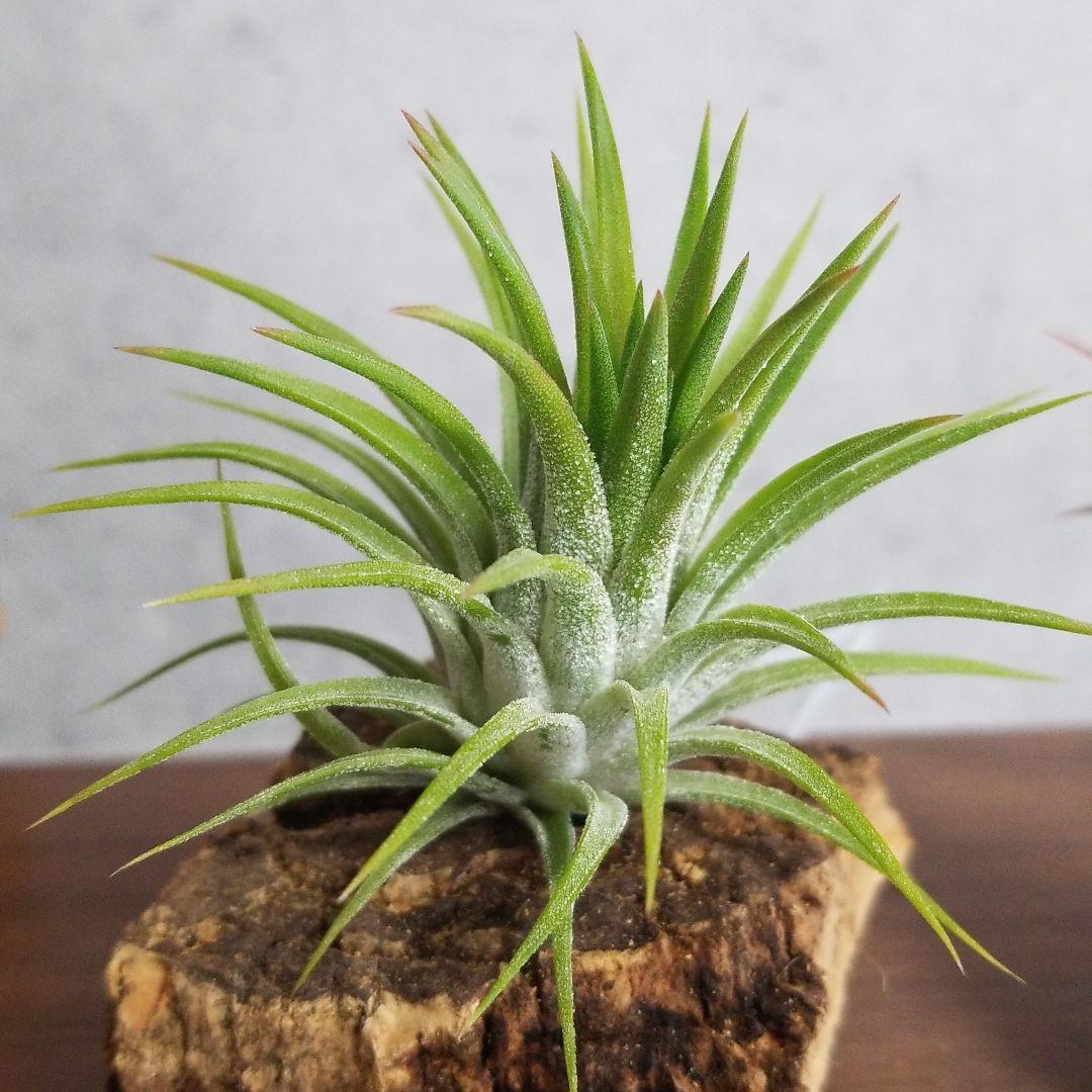 みっちゃん様確認用