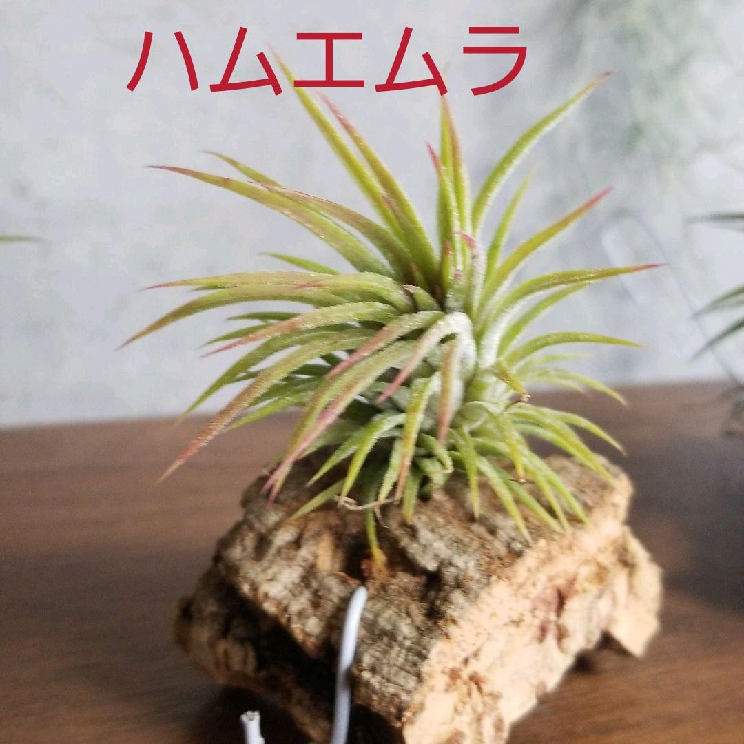 みっちゃん様確認用