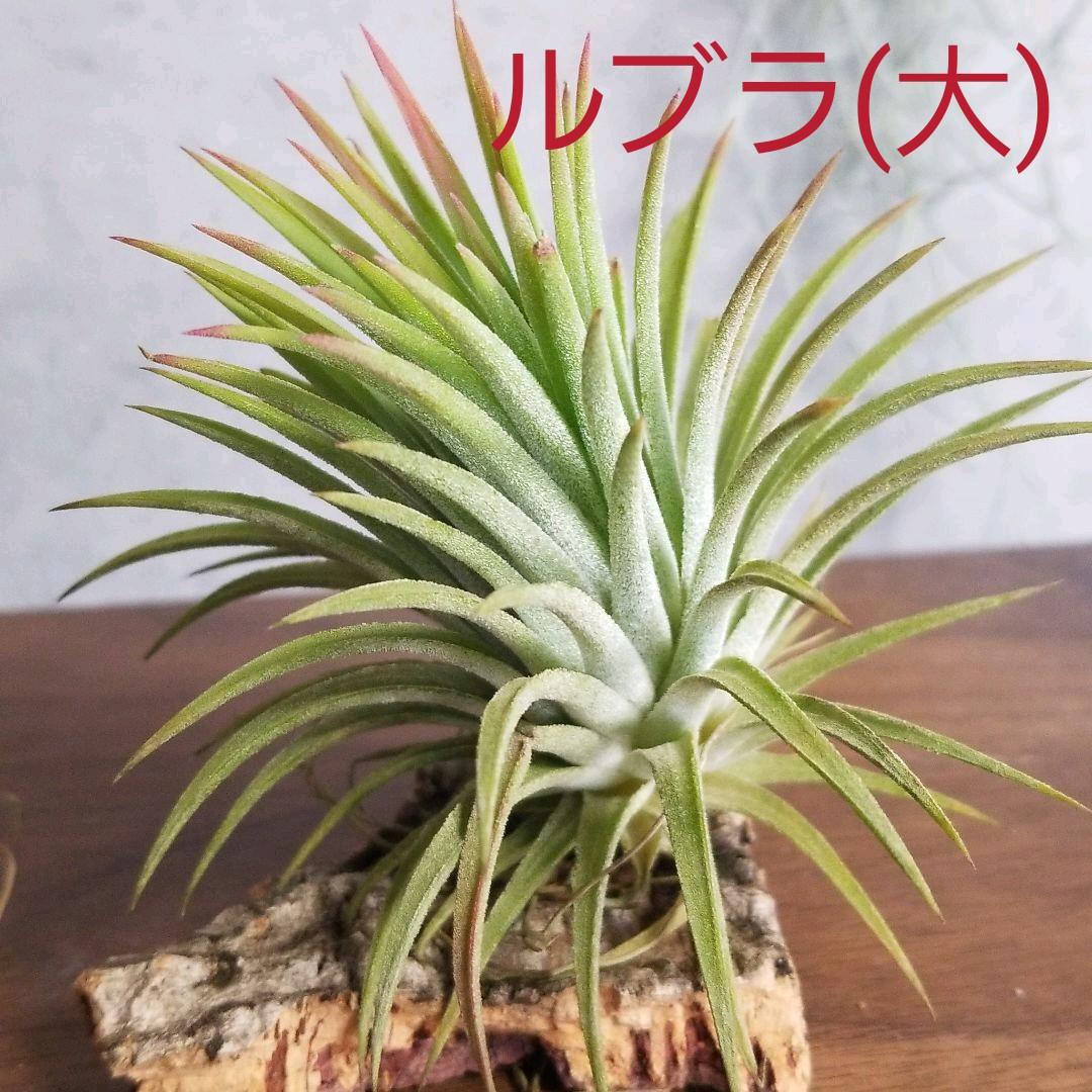 みっちゃん様確認用