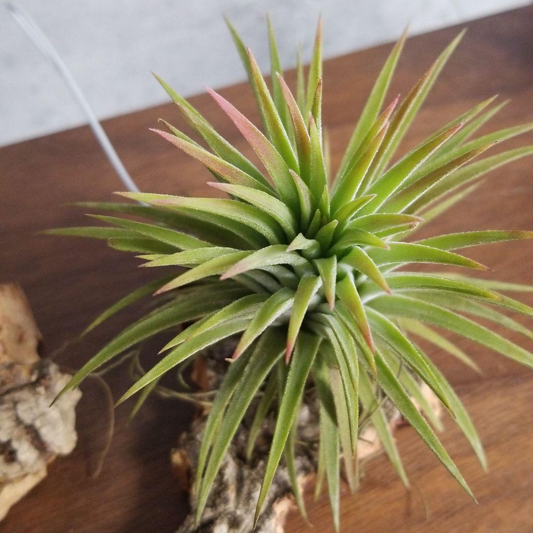 みっちゃん様確認用