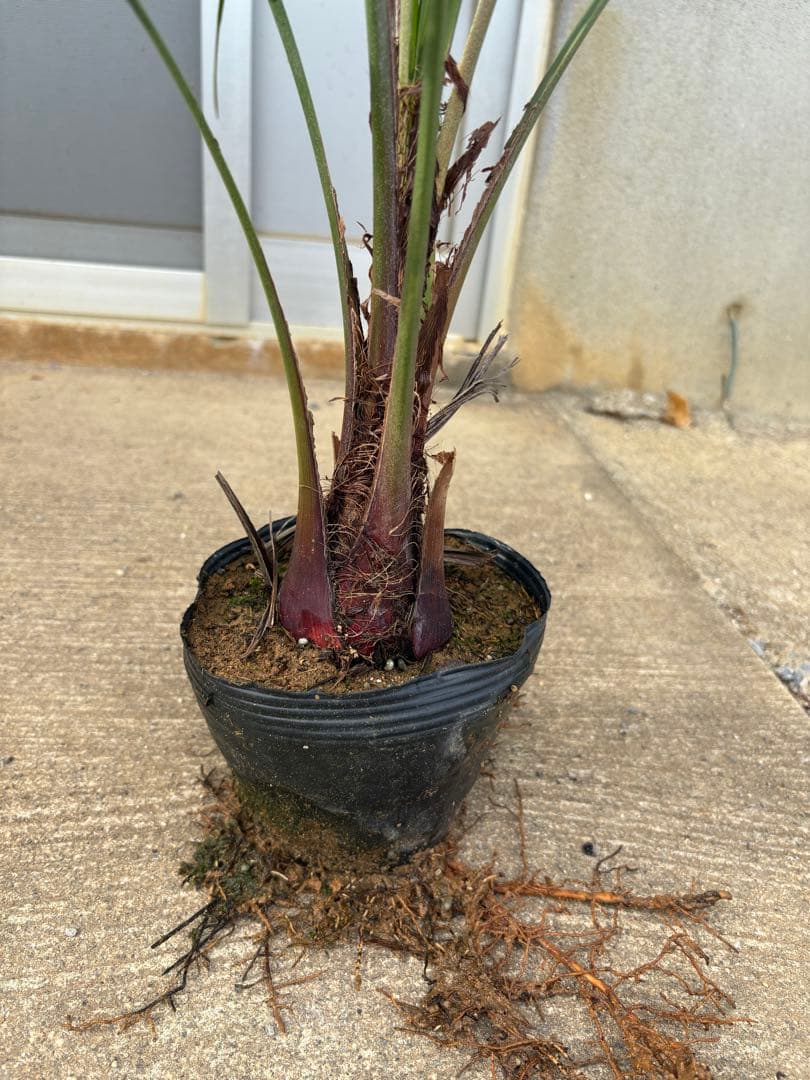 <在庫整理SALE>ココスヤシ苗　5本セット　耐寒性ヤシA