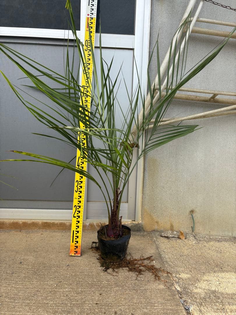 <在庫整理SALE>ココスヤシ苗　5本セット　耐寒性ヤシA