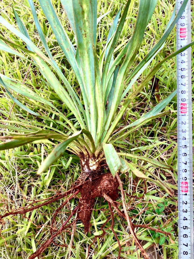 完売　野生化して大変丈夫な【ユッカ グロリオサ/アツバキミガヨラン】子株