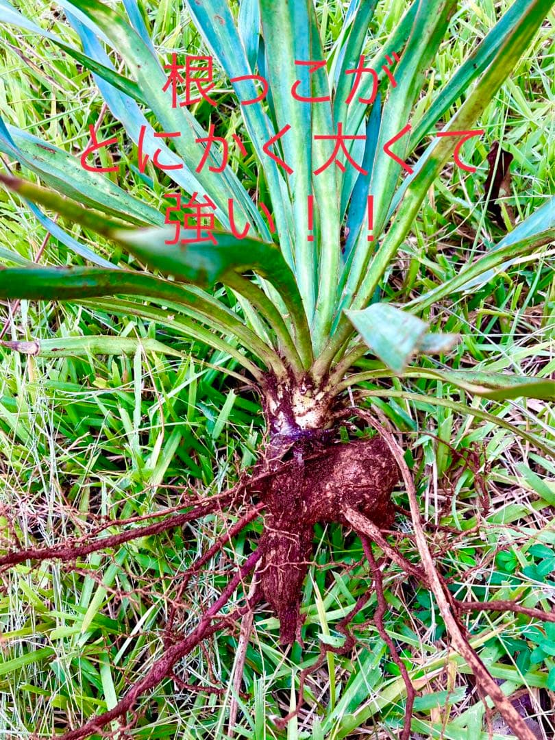 完売　野生化して大変丈夫な【ユッカ グロリオサ/アツバキミガヨラン】子株