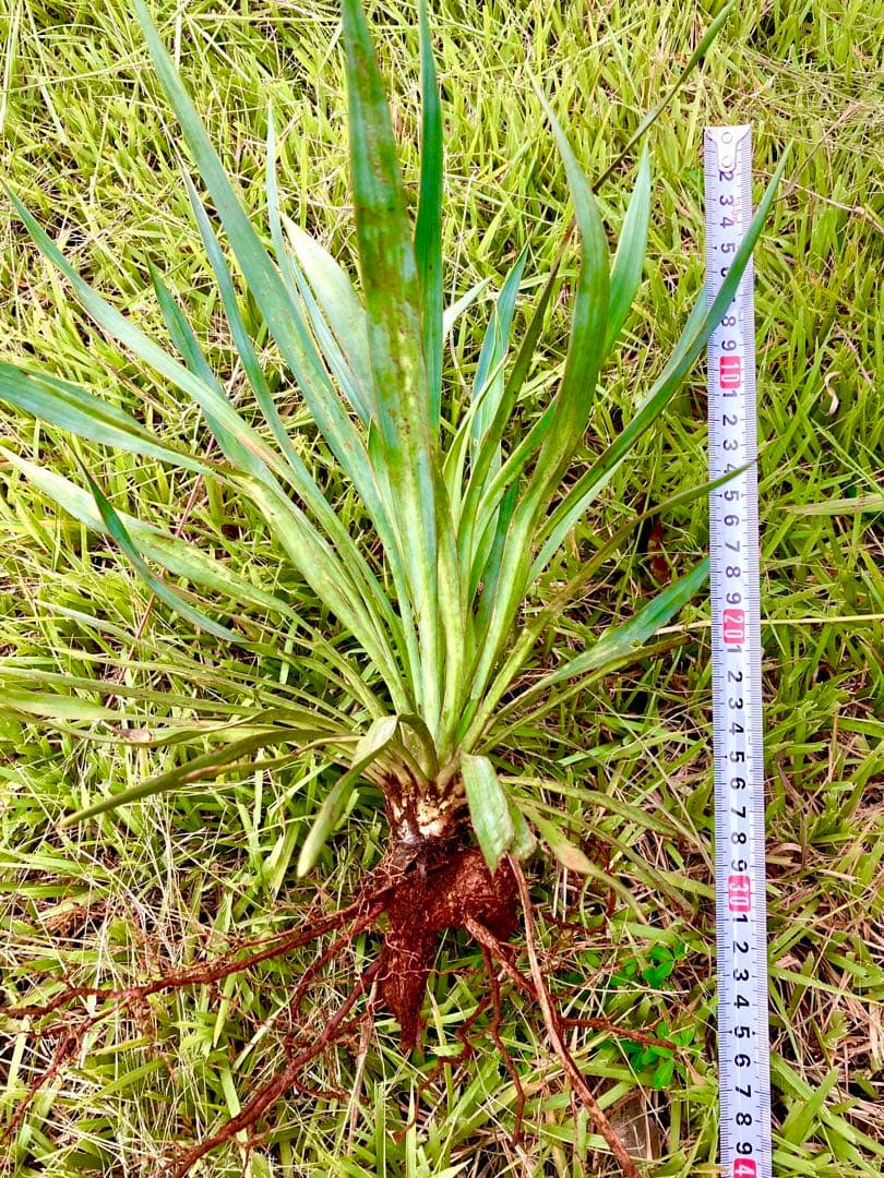 完売　野生化して大変丈夫な【ユッカ グロリオサ/アツバキミガヨラン】子株