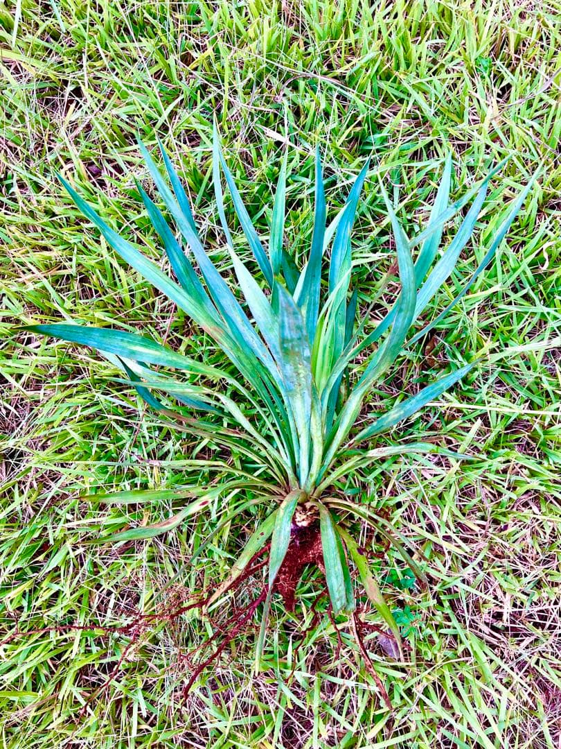 完売　野生化して大変丈夫な【ユッカ グロリオサ/アツバキミガヨラン】子株