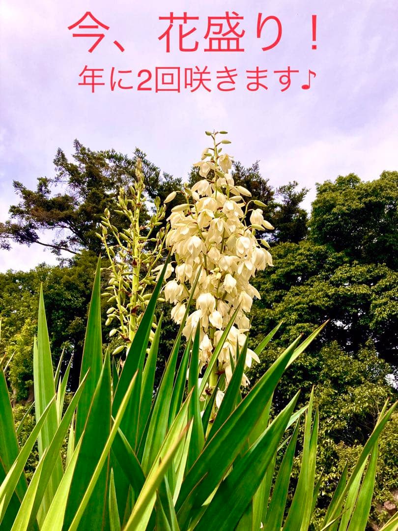 完売　野生化して大変丈夫な【ユッカ グロリオサ/アツバキミガヨラン】子株