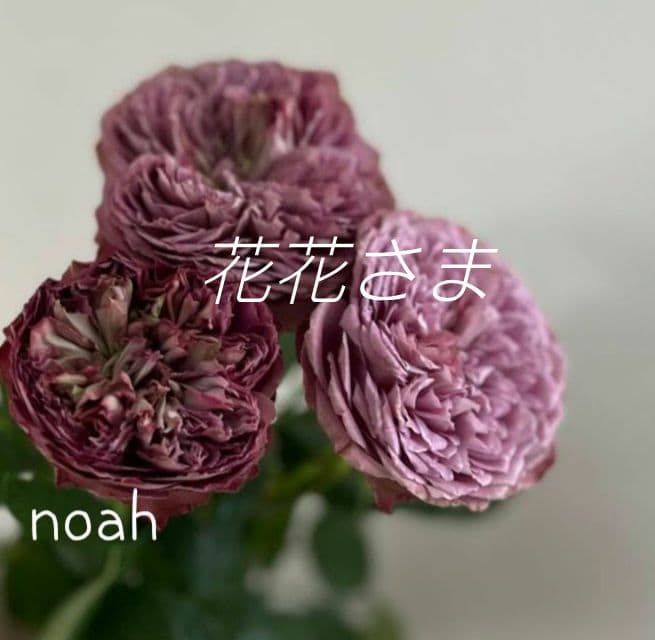 花花さま　バラ　苗