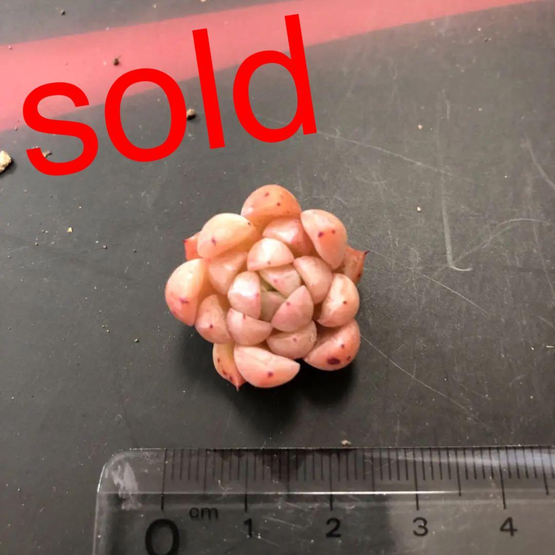 苺ティピ 多肉植物