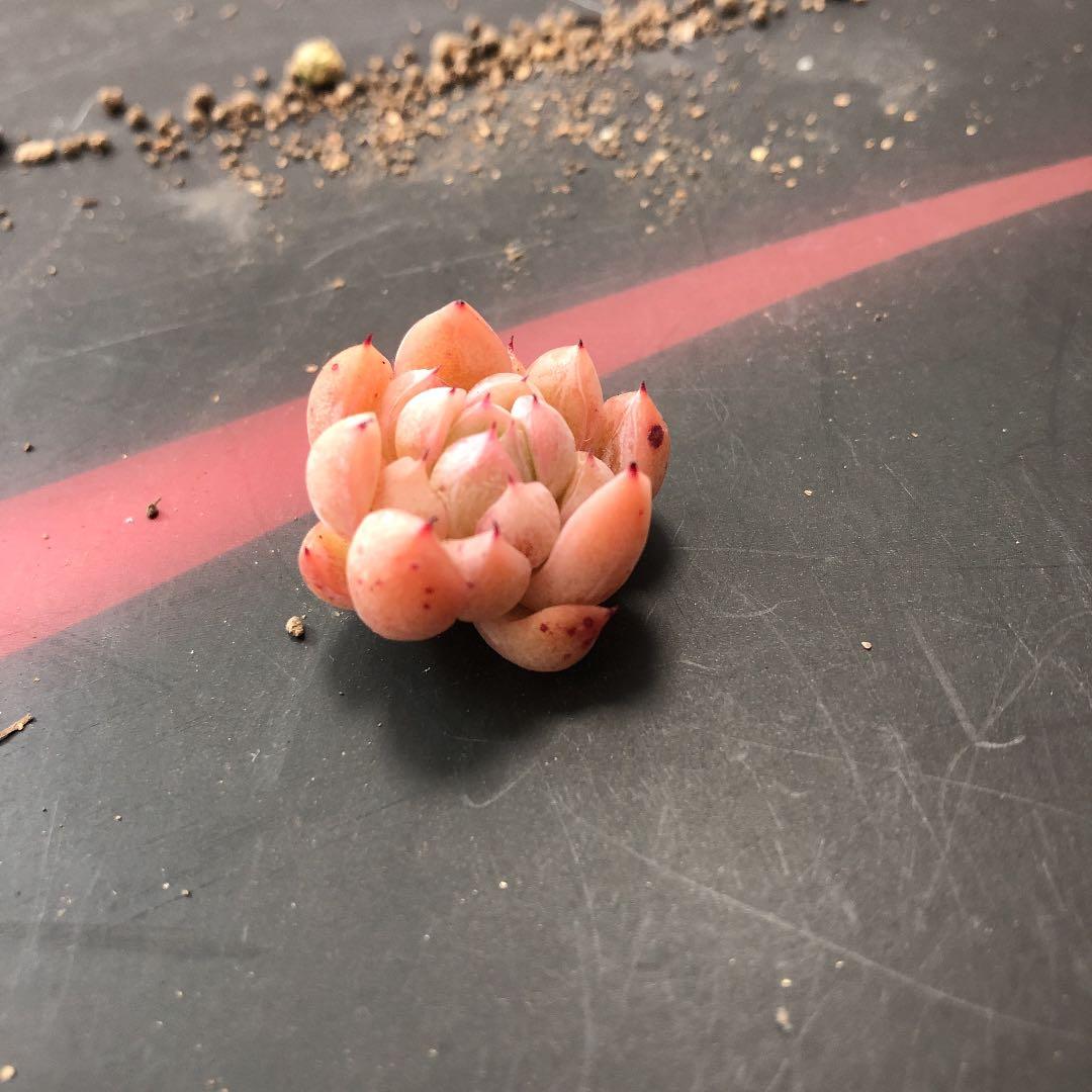 苺ティピ 多肉植物