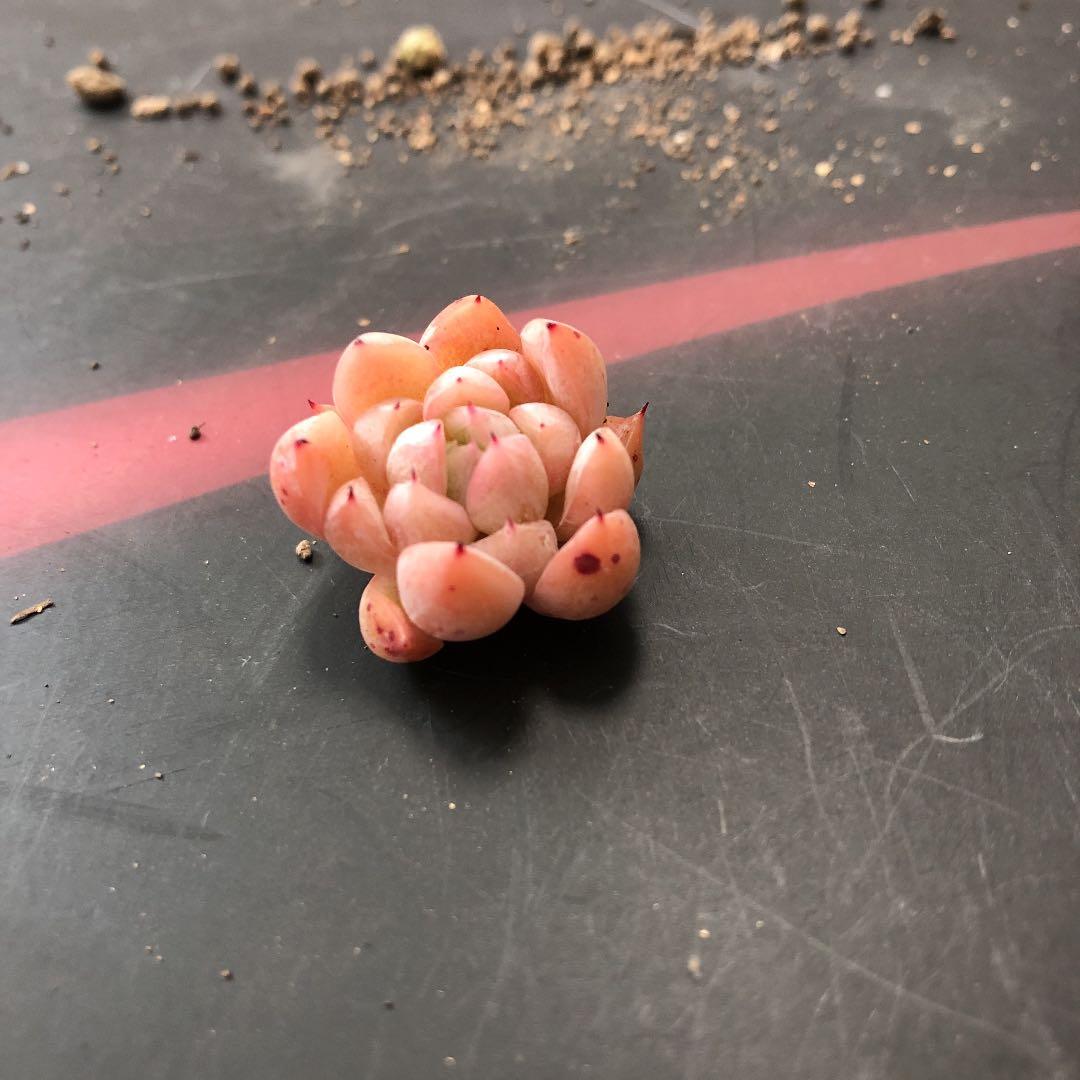 苺ティピ 多肉植物