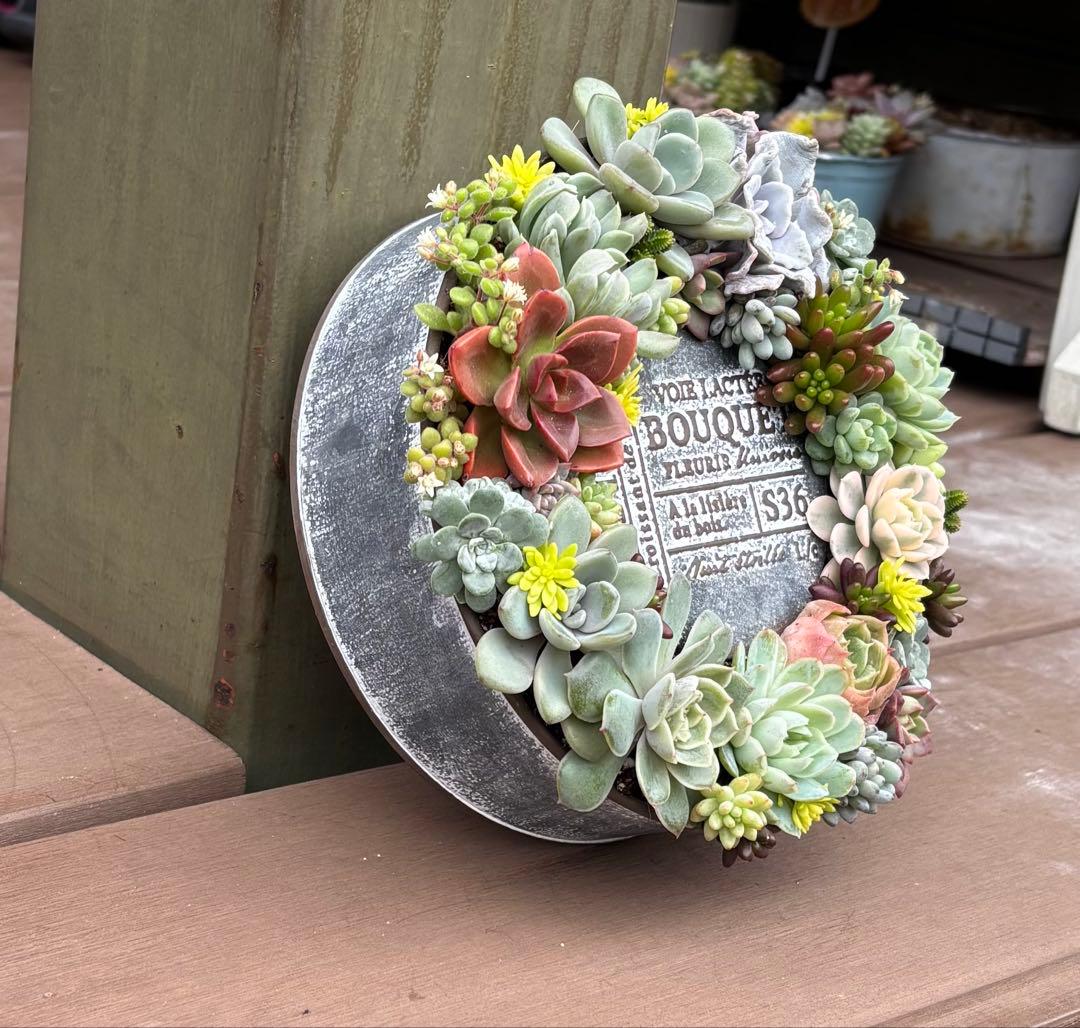 多肉植物 寄せ植え そのまま飾れる♡.*゜リース♡*°グレーNo.1