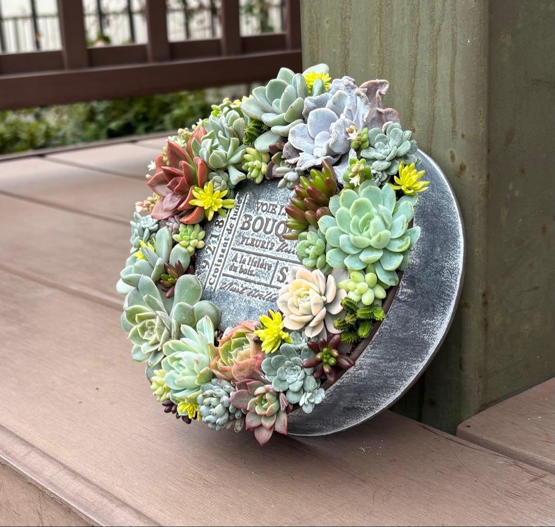 多肉植物 寄せ植え そのまま飾れる♡.*゜リース♡*°グレーNo.1