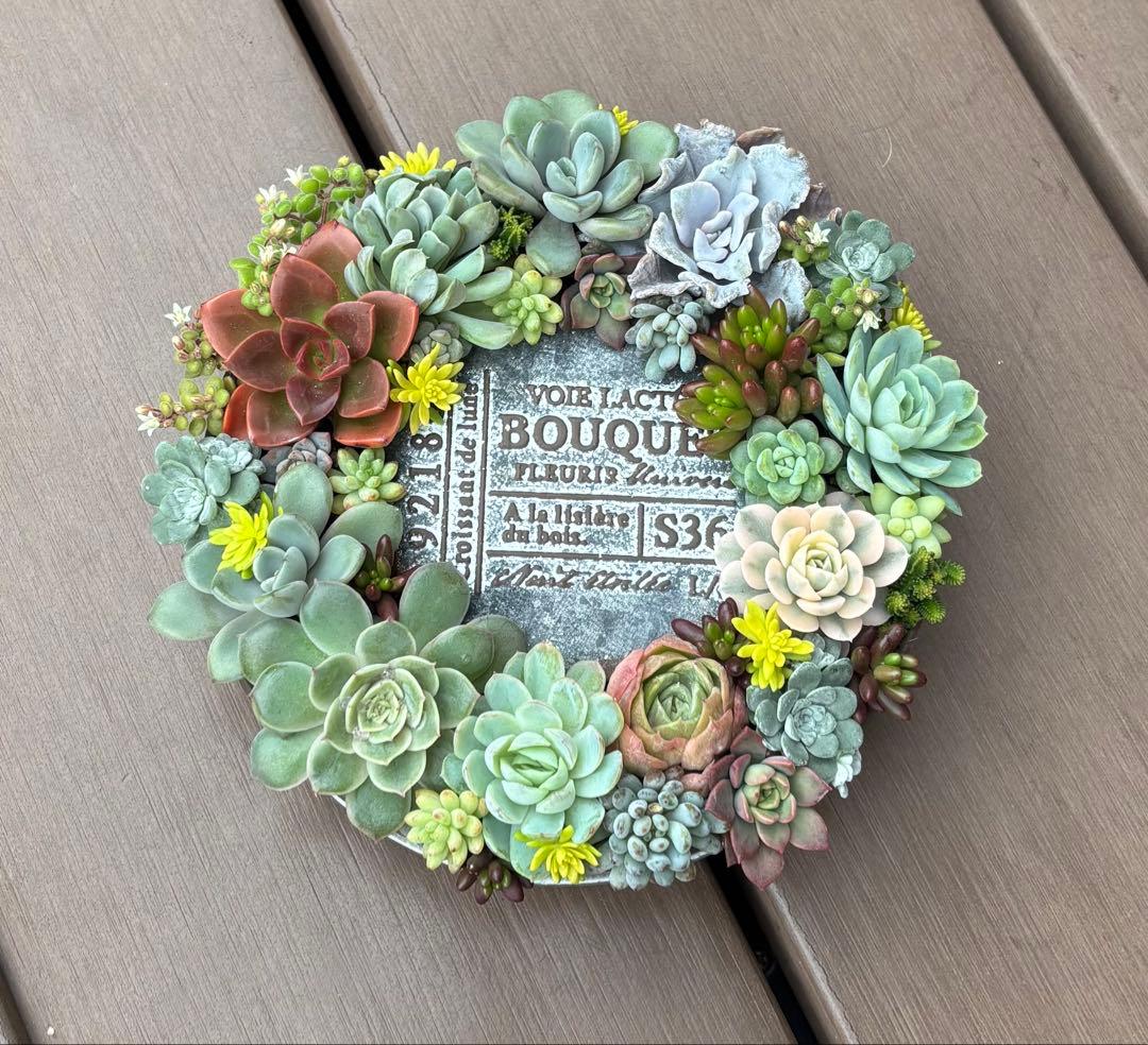 多肉植物 寄せ植え そのまま飾れる♡.*゜リース♡*°グレーNo.1