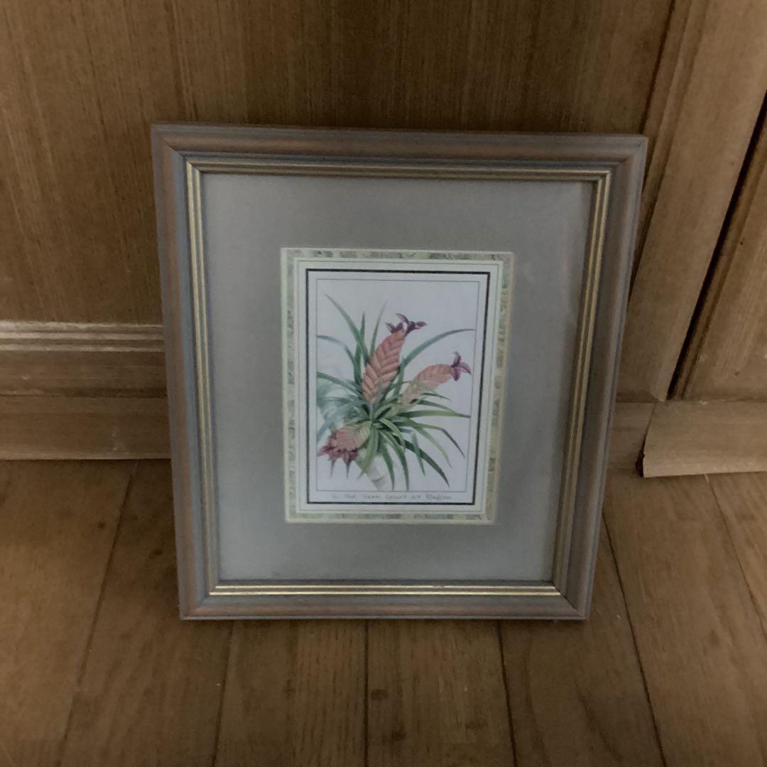 シンガポール　ラッフルズホテル　熱帯植物リトグラフ　額装仕立て シンガポールラッフルズホテル熱帯植物リトグラフ額装仕立て