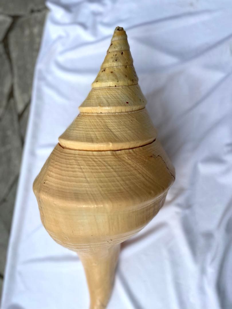 激レア　世界最大　法螺貝　アラフラオオニシ貝　貝殻長約５４センチ殻径約７１センチ
