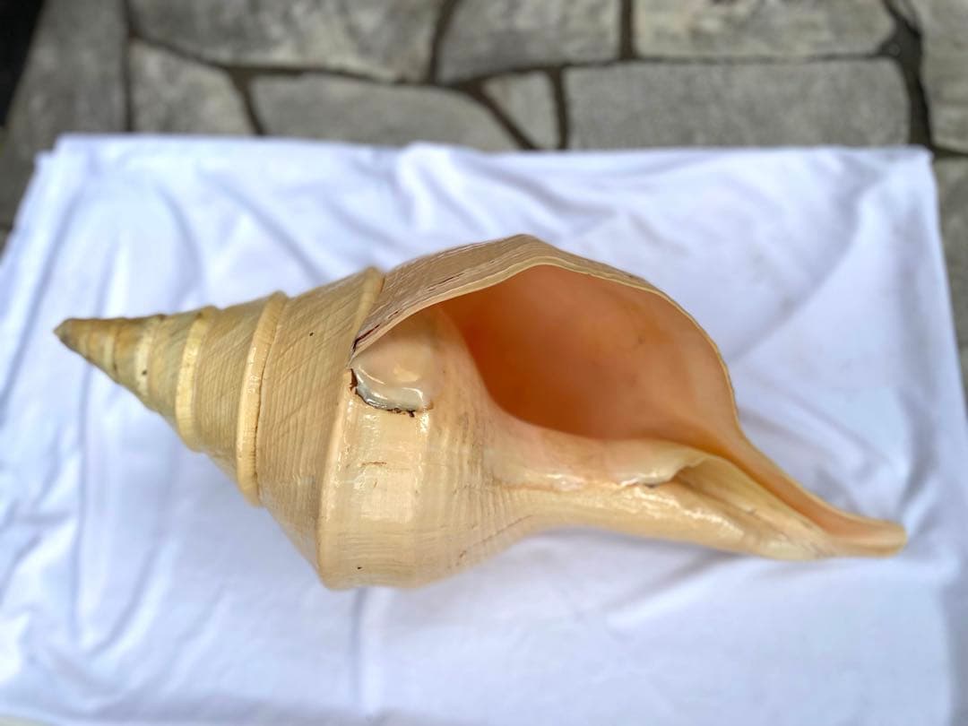 激レア　世界最大　法螺貝　アラフラオオニシ貝　貝殻長約５４センチ殻径約７１センチ