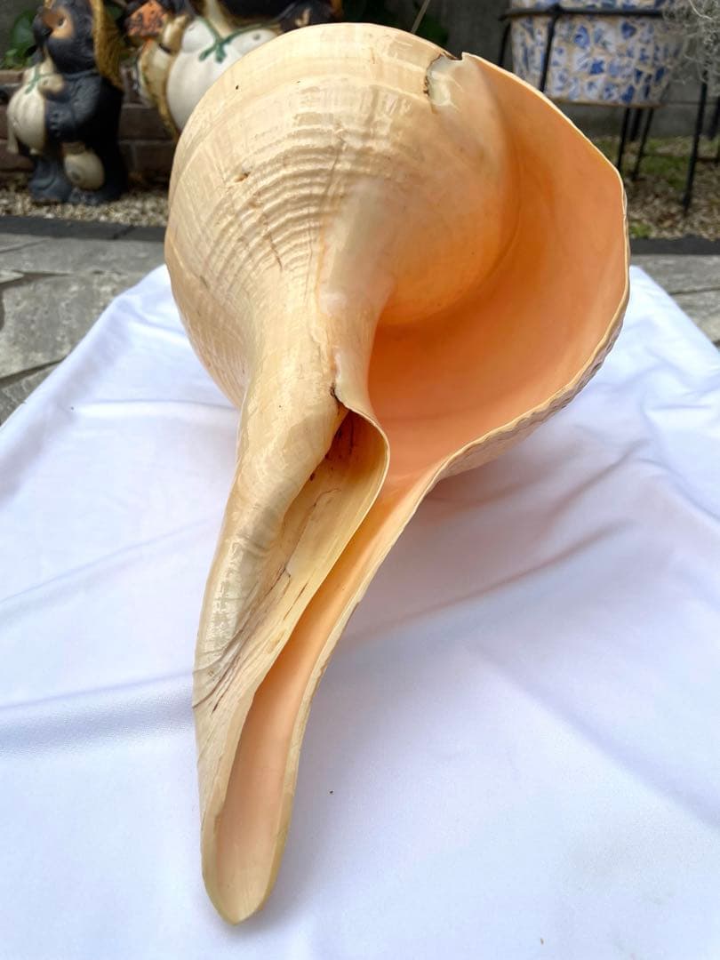 激レア　世界最大　法螺貝　アラフラオオニシ貝　貝殻長約５４センチ殻径約７１センチ