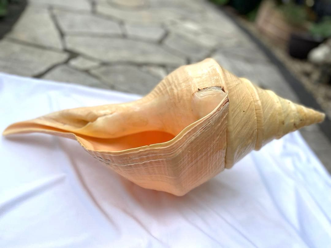 激レア　世界最大　法螺貝　アラフラオオニシ貝　貝殻長約５４センチ殻径約７１センチ