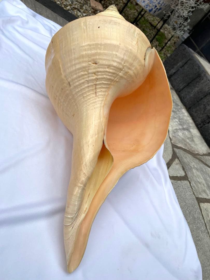 激レア　世界最大　法螺貝　アラフラオオニシ貝　貝殻長約５４センチ殻径約７１センチ