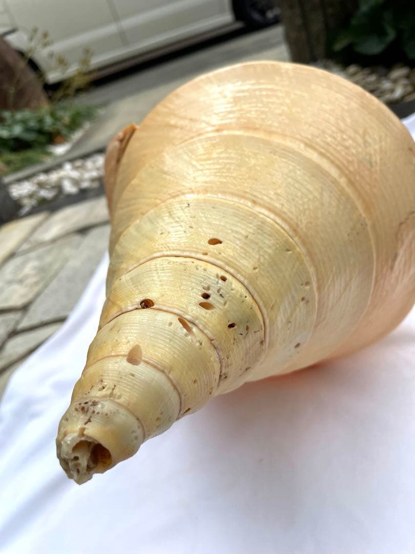激レア　世界最大　法螺貝　アラフラオオニシ貝　貝殻長約５４センチ殻径約７１センチ