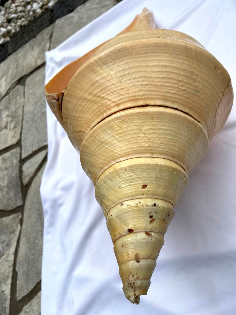 激レア　世界最大　法螺貝　アラフラオオニシ貝　貝殻長約５４センチ殻径約７１センチ