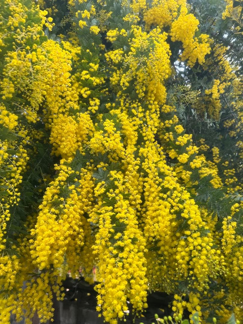 フレッシュギンヨウアカシア 採れたてダンボールいっぱい 痛み防止の為保水なし