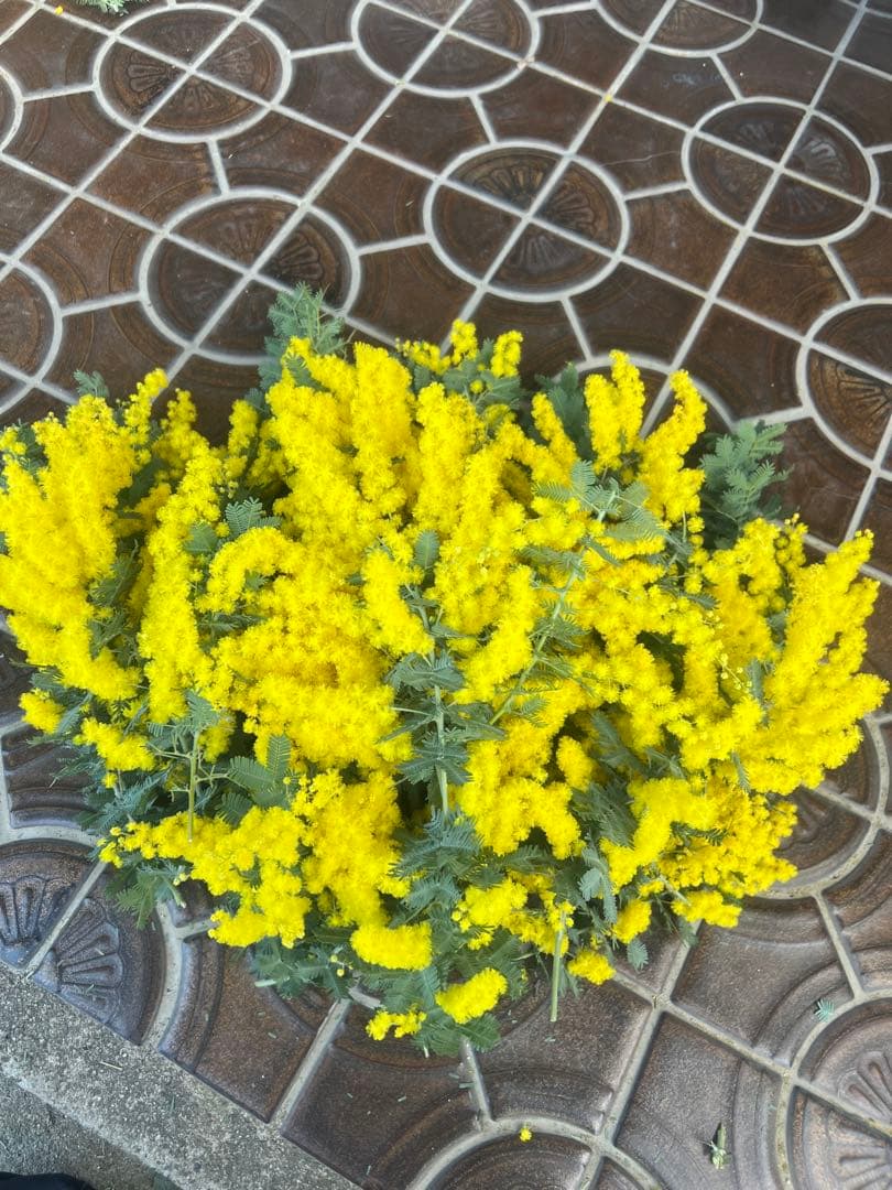 フレッシュギンヨウアカシア 採れたてダンボールいっぱい 痛み防止の為保水なし