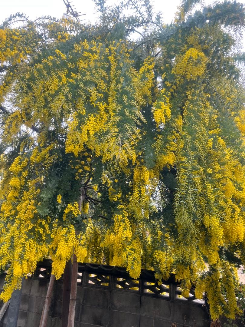 フレッシュギンヨウアカシア 採れたてダンボールいっぱい 痛み防止の為保水なし