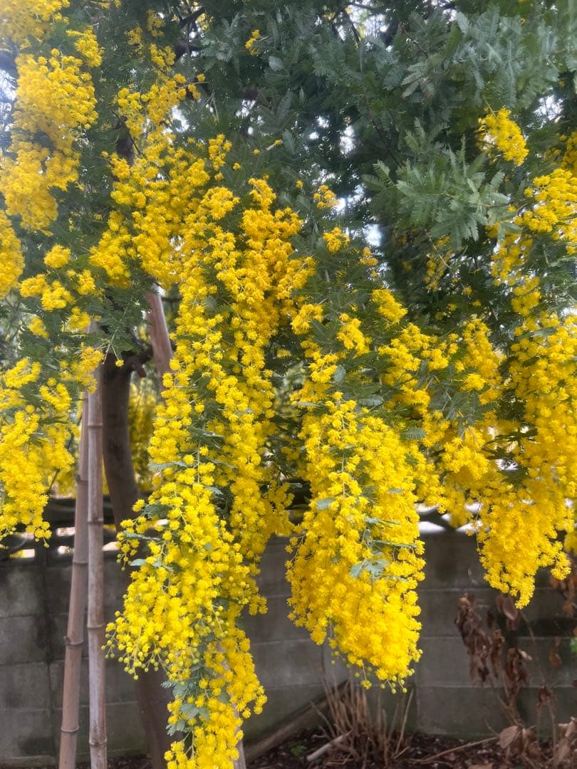 フレッシュギンヨウアカシア 採れたてダンボールいっぱい 痛み防止の為保水なし