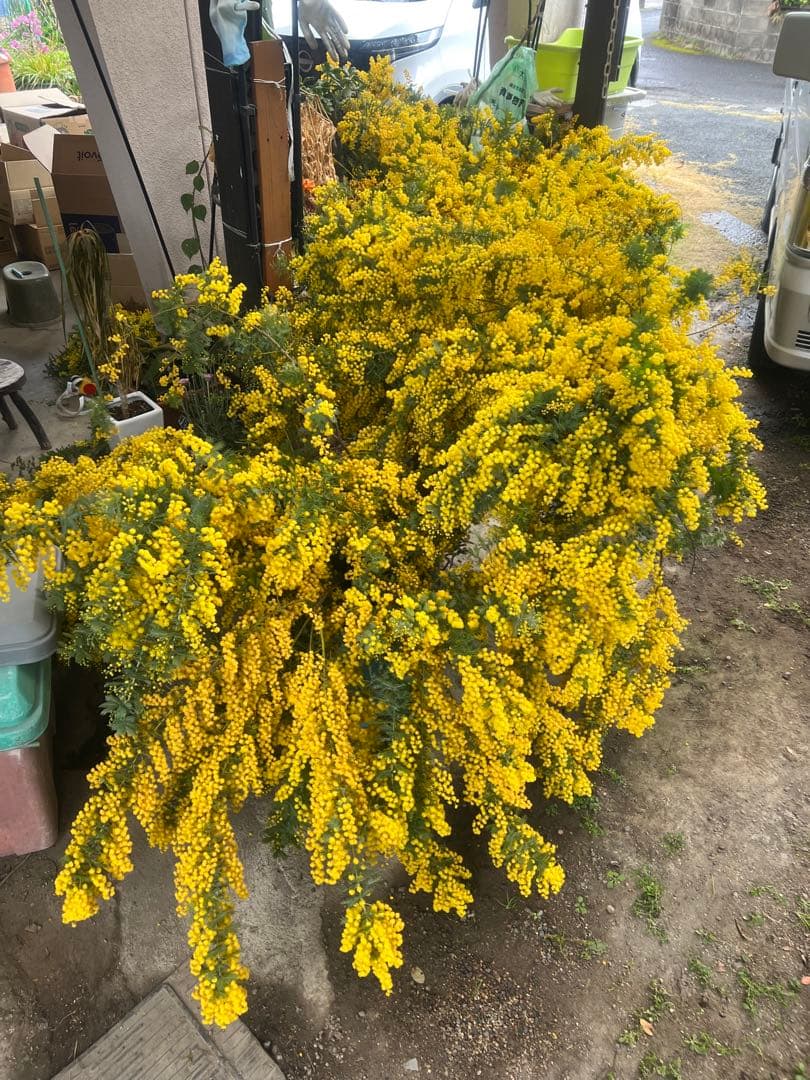 フレッシュギンヨウアカシア 採れたてダンボールいっぱい 痛み防止の為保水なし