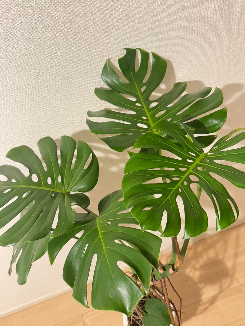 モンステラ デリシオーサ 幹上がり 根上がり 幹立ち 7寸サイズ①