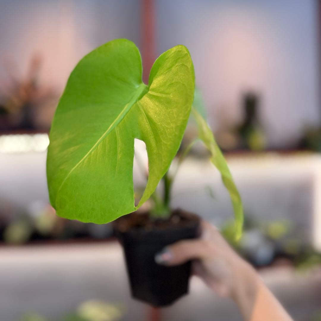 61 モンステラ デリシオーサ イエロームーン 花宇宙クンゾウ社長命名